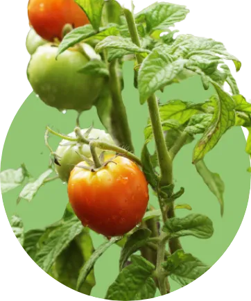 赤く熟したトマトと、熟す前の緑色のトマト