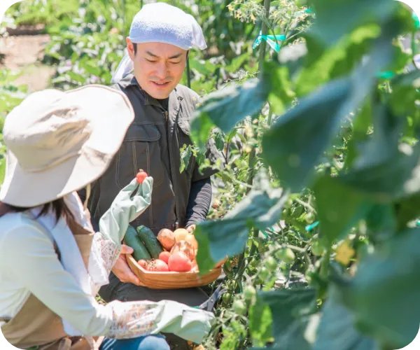 野菜を収穫する女性と男性の写真